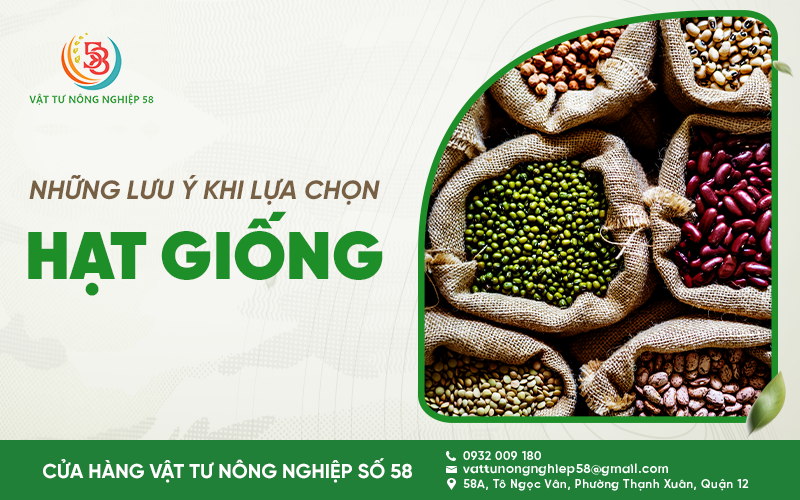 NHỮNG LƯU Ý KHI LỰA CHỌN HẠT GIỐNG